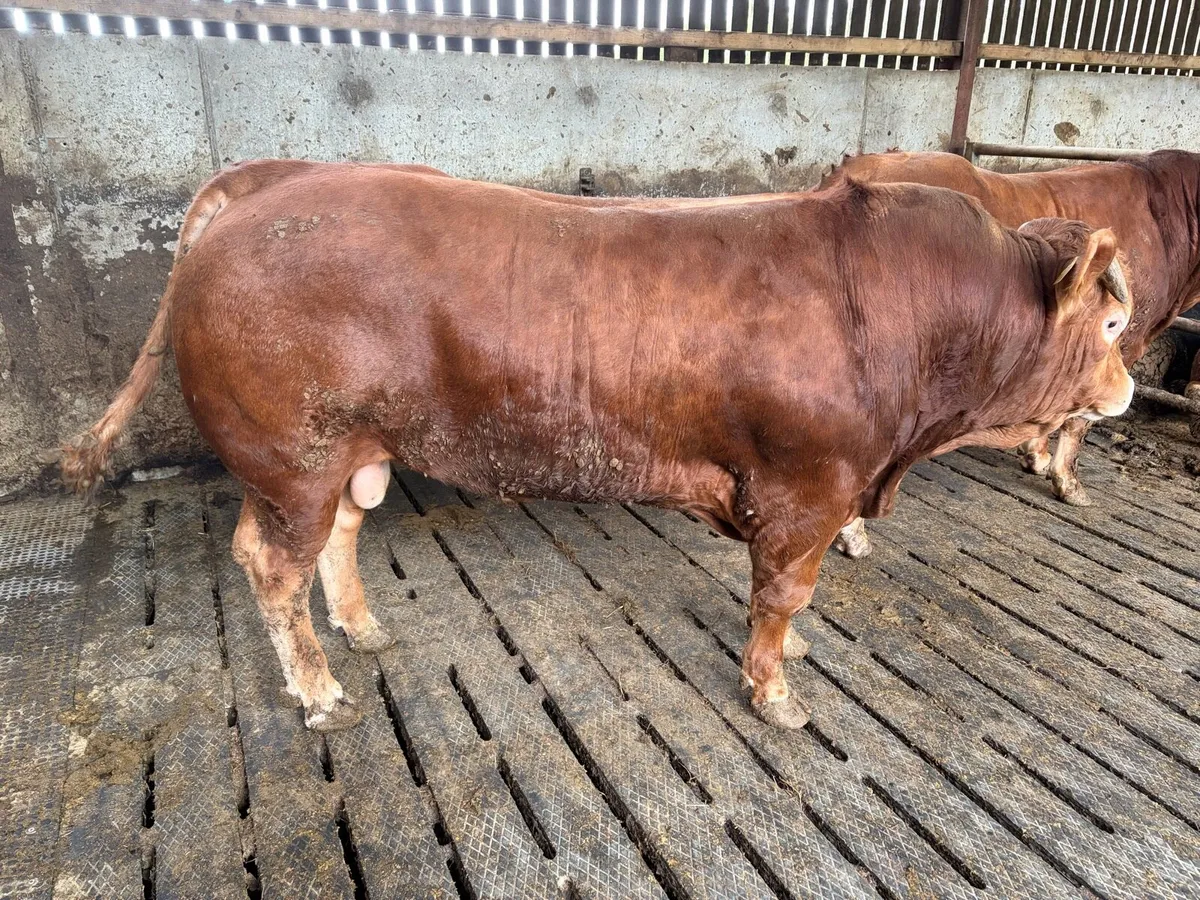 Bulls - Image 1