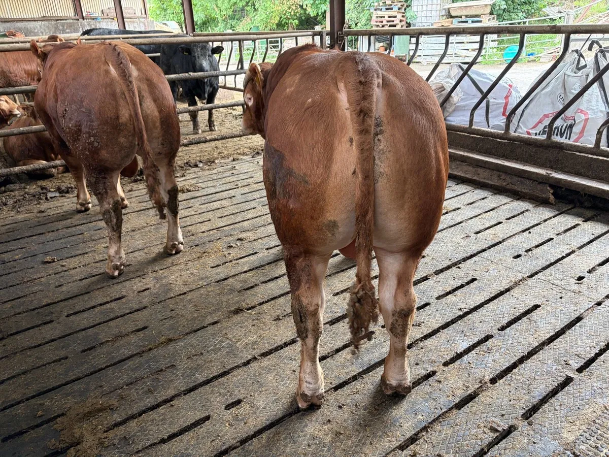 Bulls - Image 2