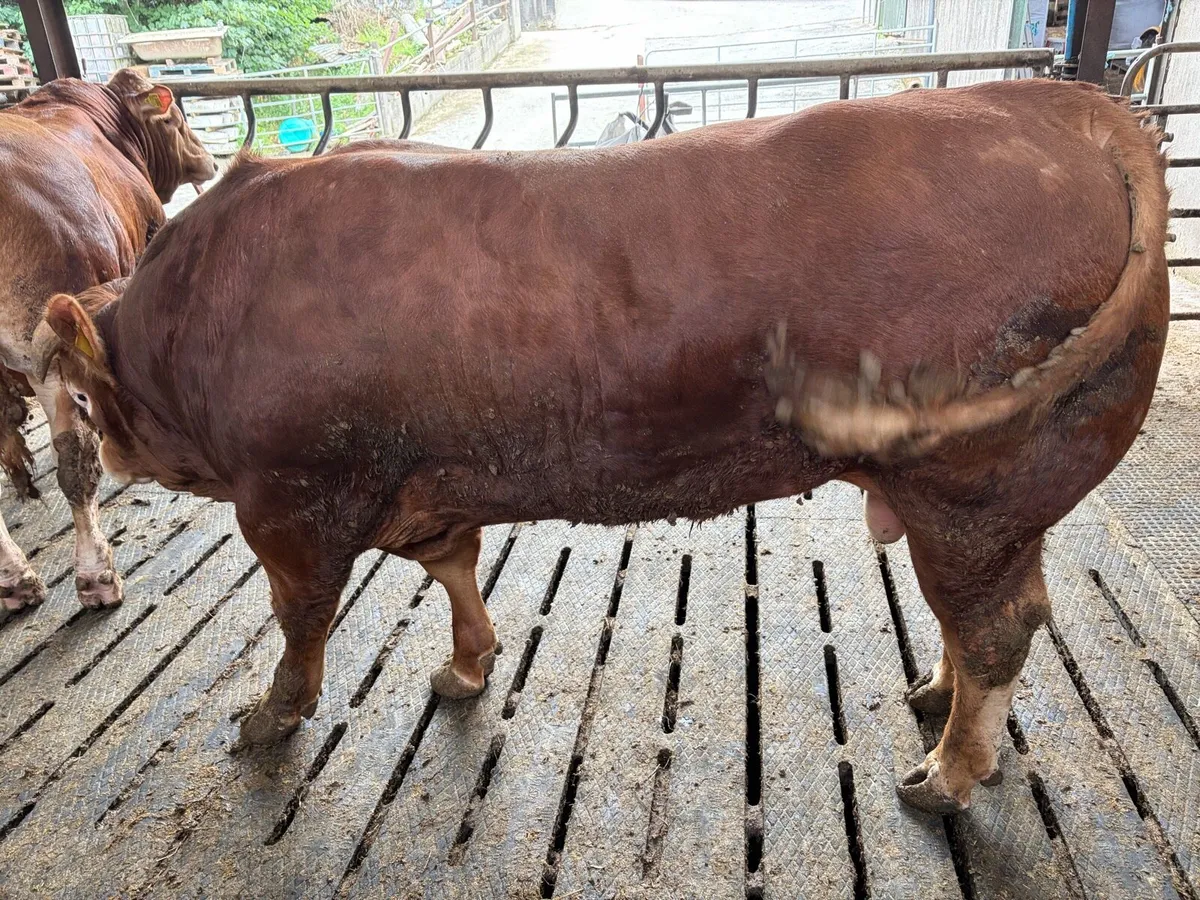 Bulls - Image 3