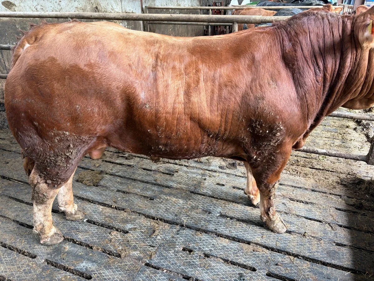 Bulls - Image 4