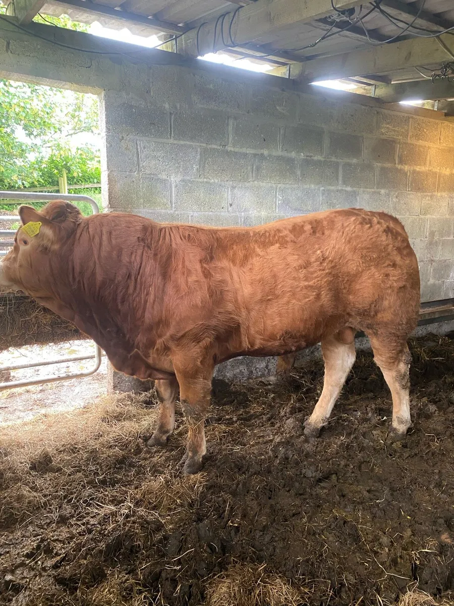 Purebred Limousin Bull ⭐️ - Image 3