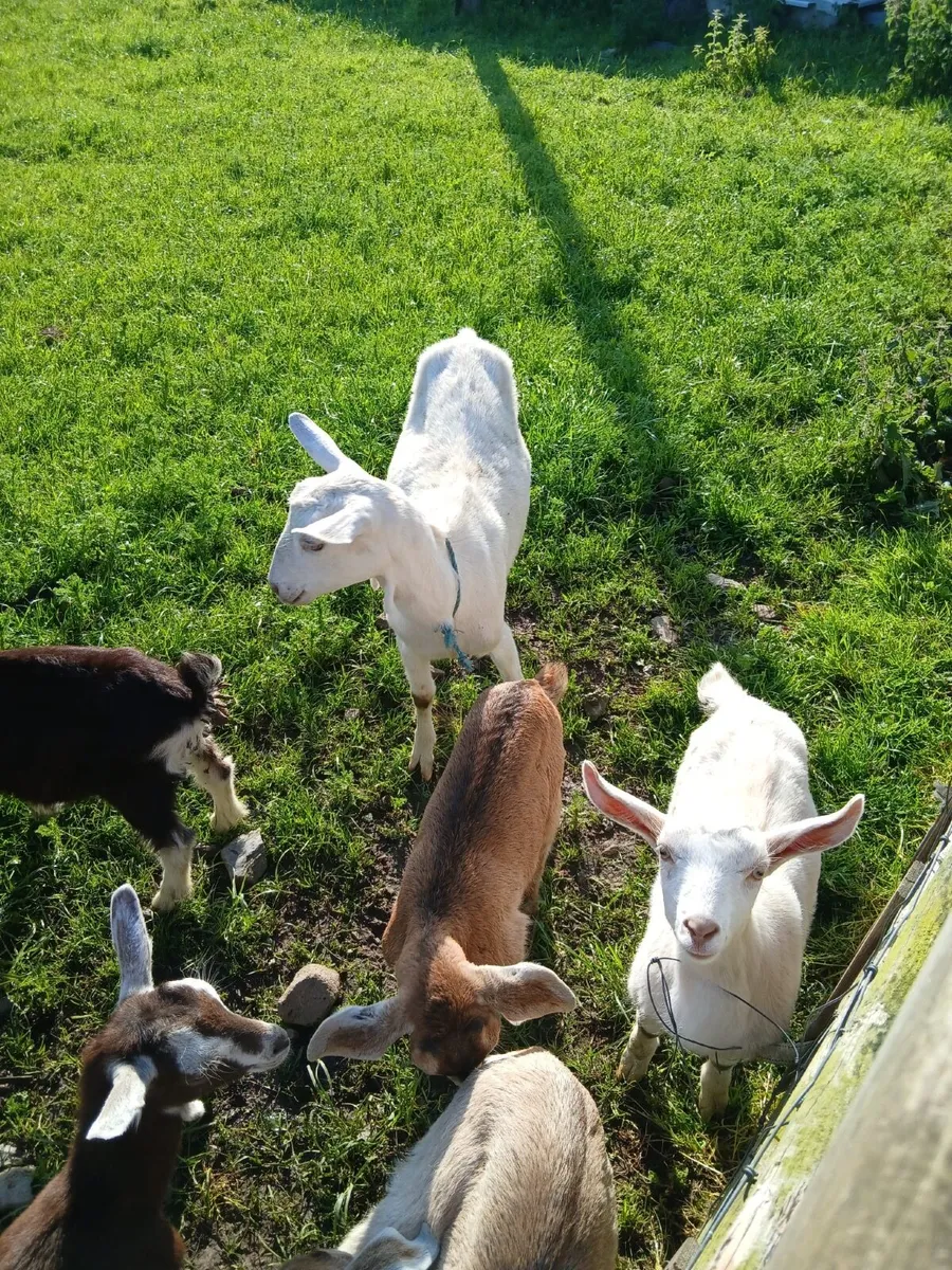 Young Sanan goat and kid