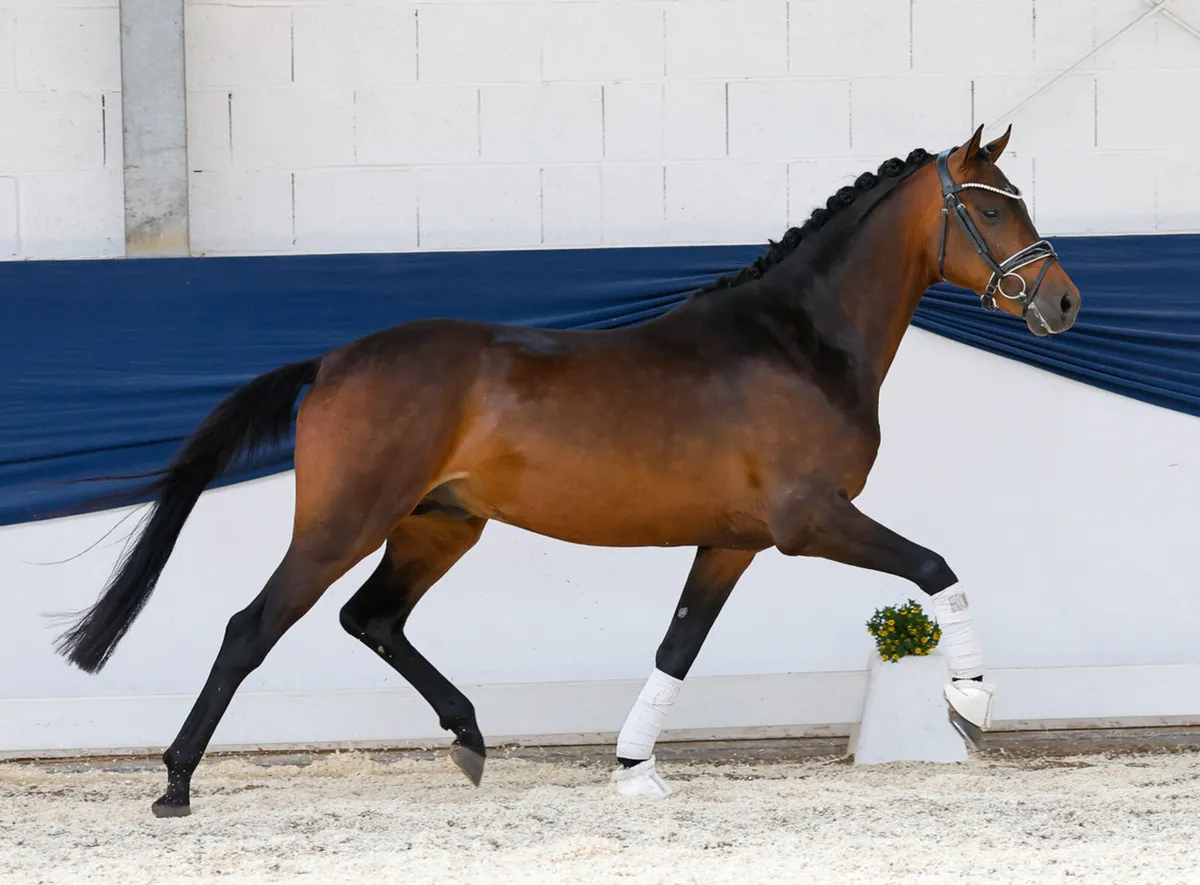 Licensed German pony stallion - Image 1