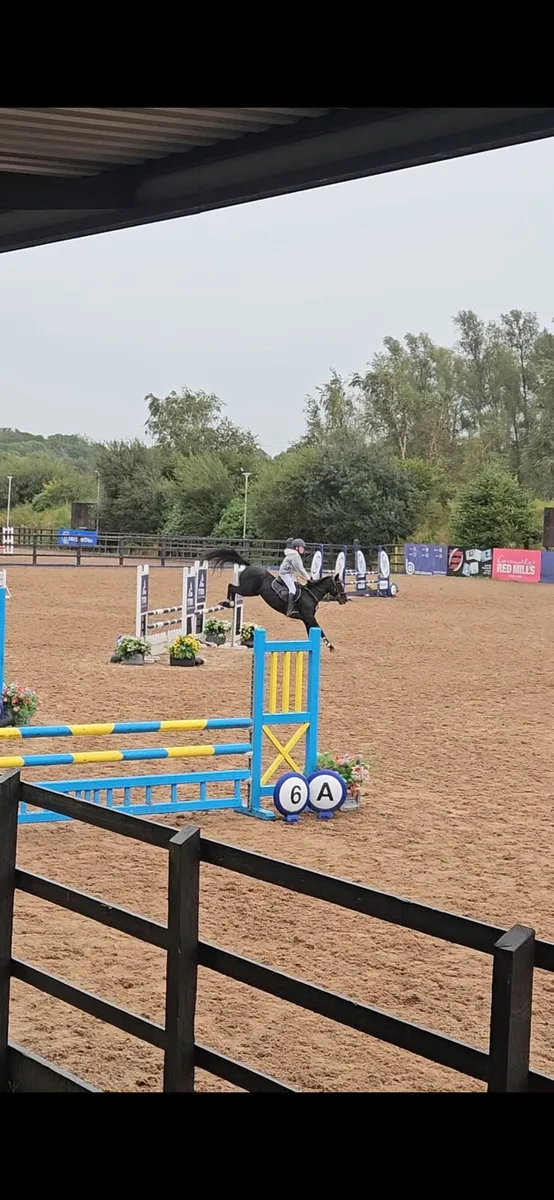 Competition pony - Image 3