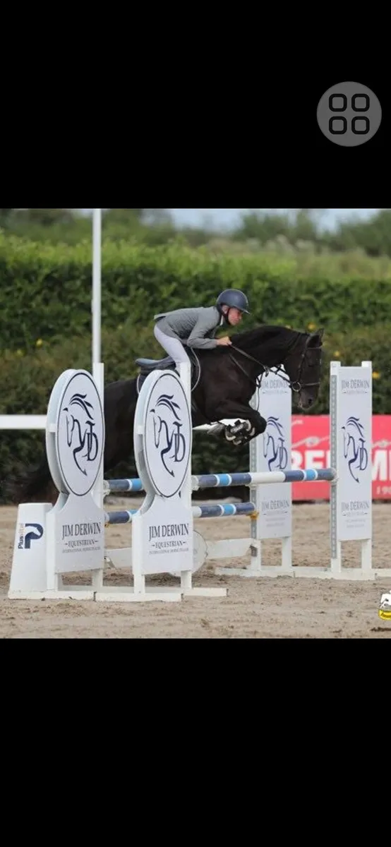 Competition pony - Image 4