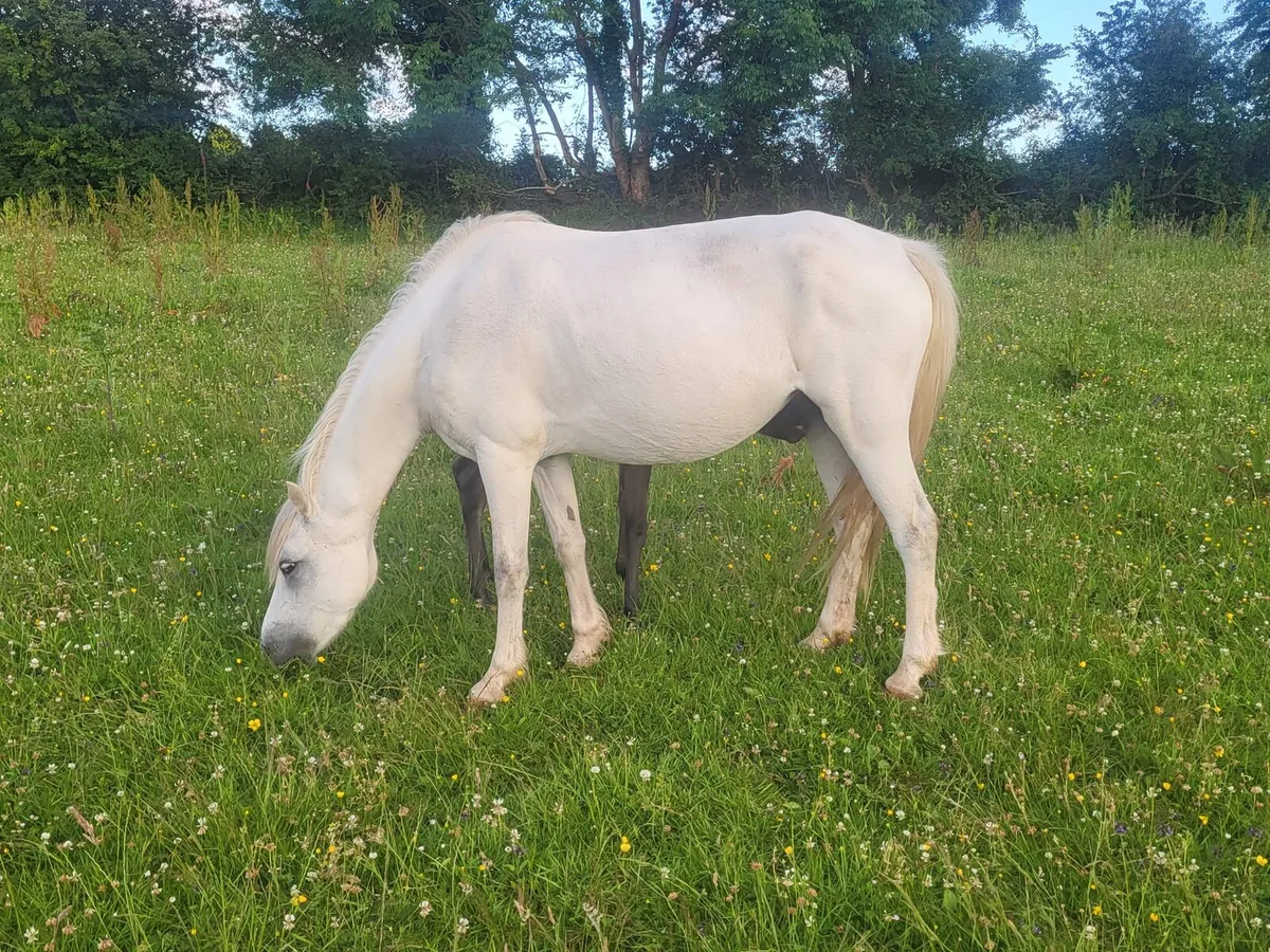 Welsh sec A mare - Image 1