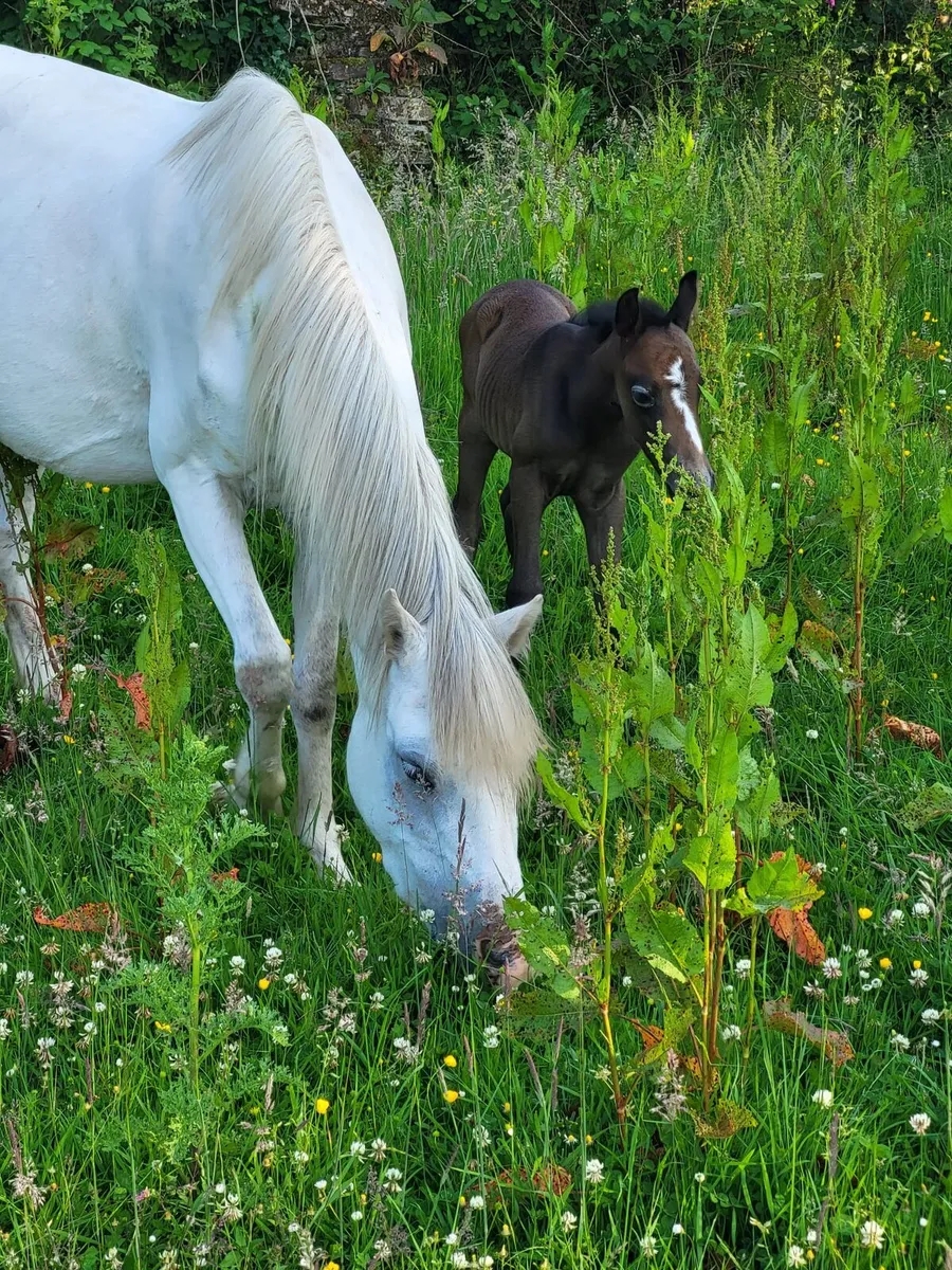 Welsh sec A mare - Image 3