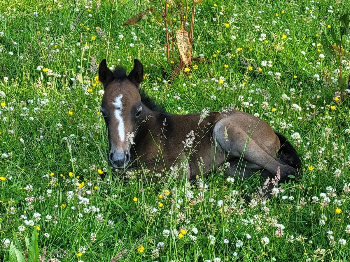 Welsh sec A mare - Image 4