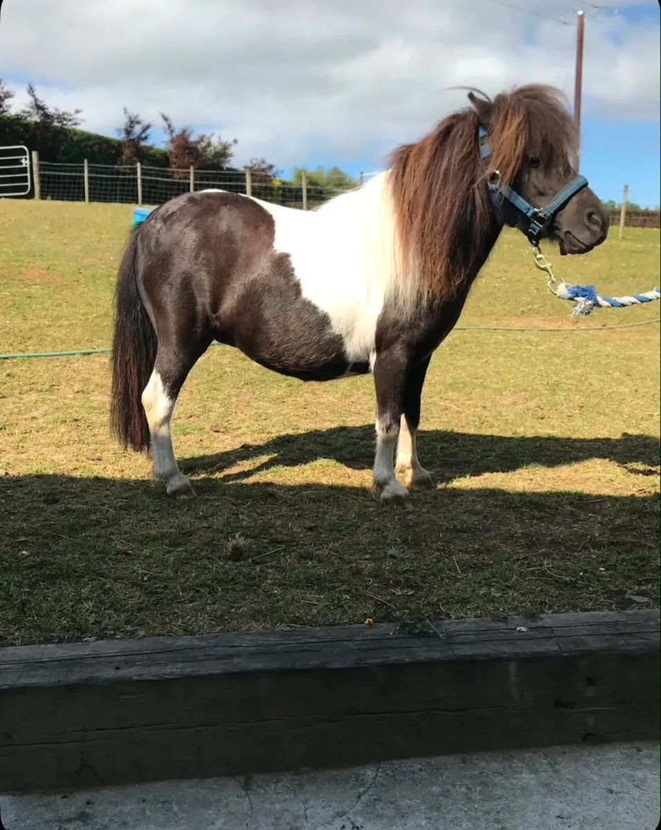 Miniature Shetland Pony for sale - Image 2