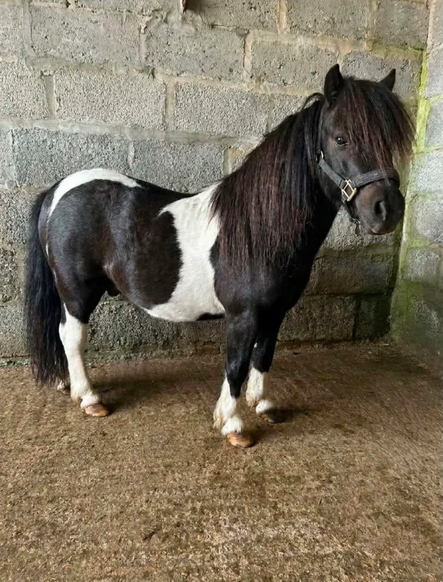 Miniature Shetland Pony for sale - Image 4