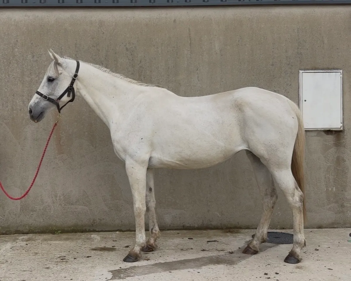 16.1h 11yo Vancouver x Heartbreaker/ by Animo Dan - Image 3