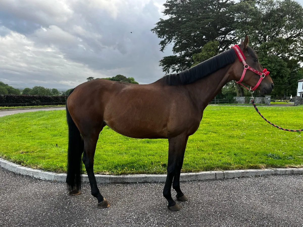 8 yo 15.3hh mare - Image 1