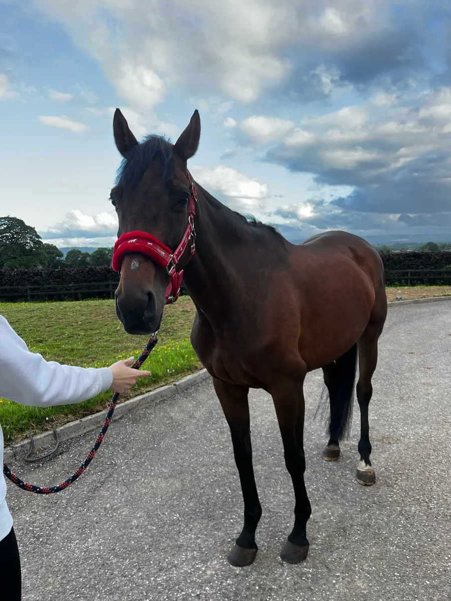 8 yo 15.3hh mare - Image 3
