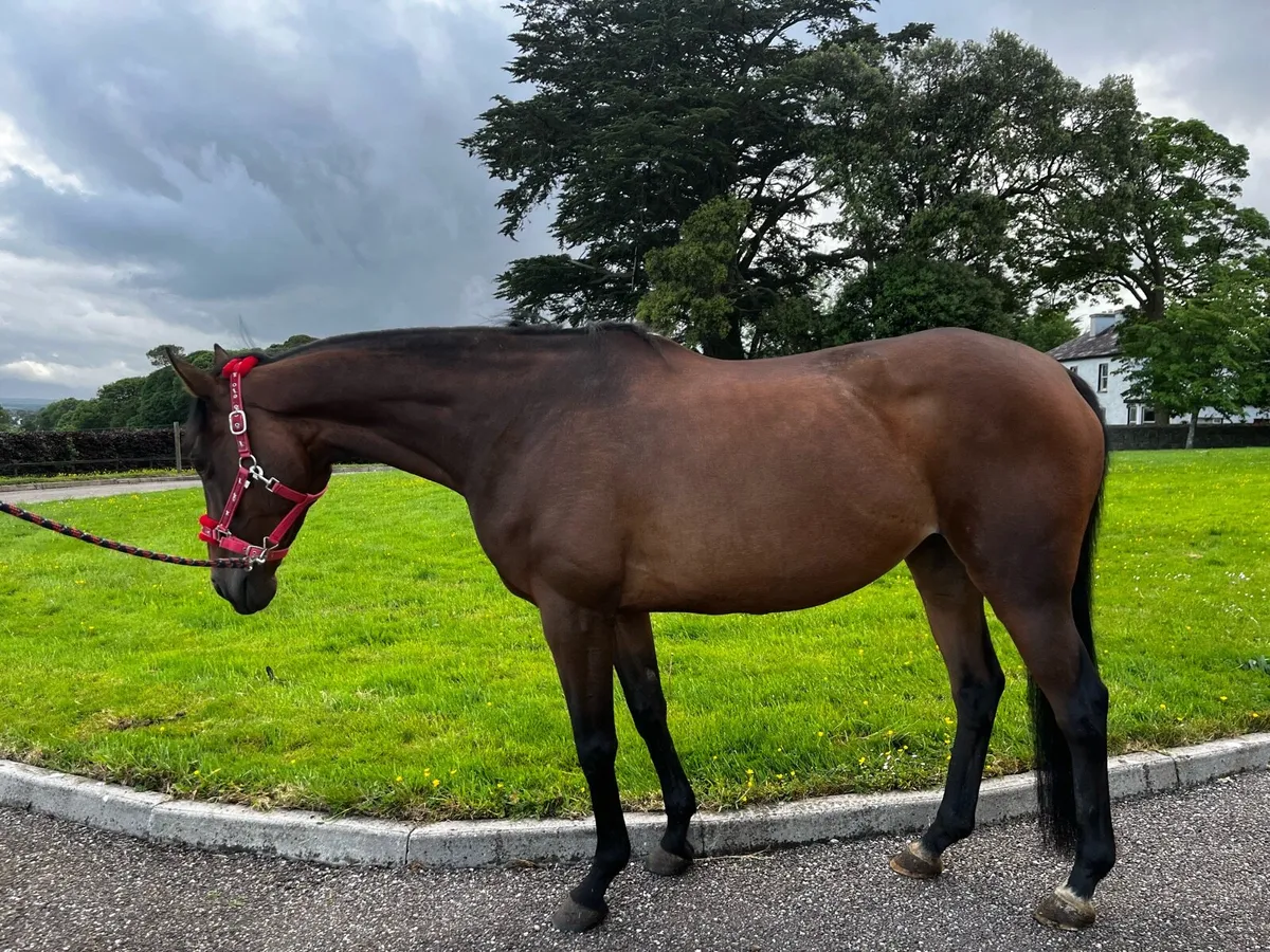 8 yo 15.3hh mare - Image 2