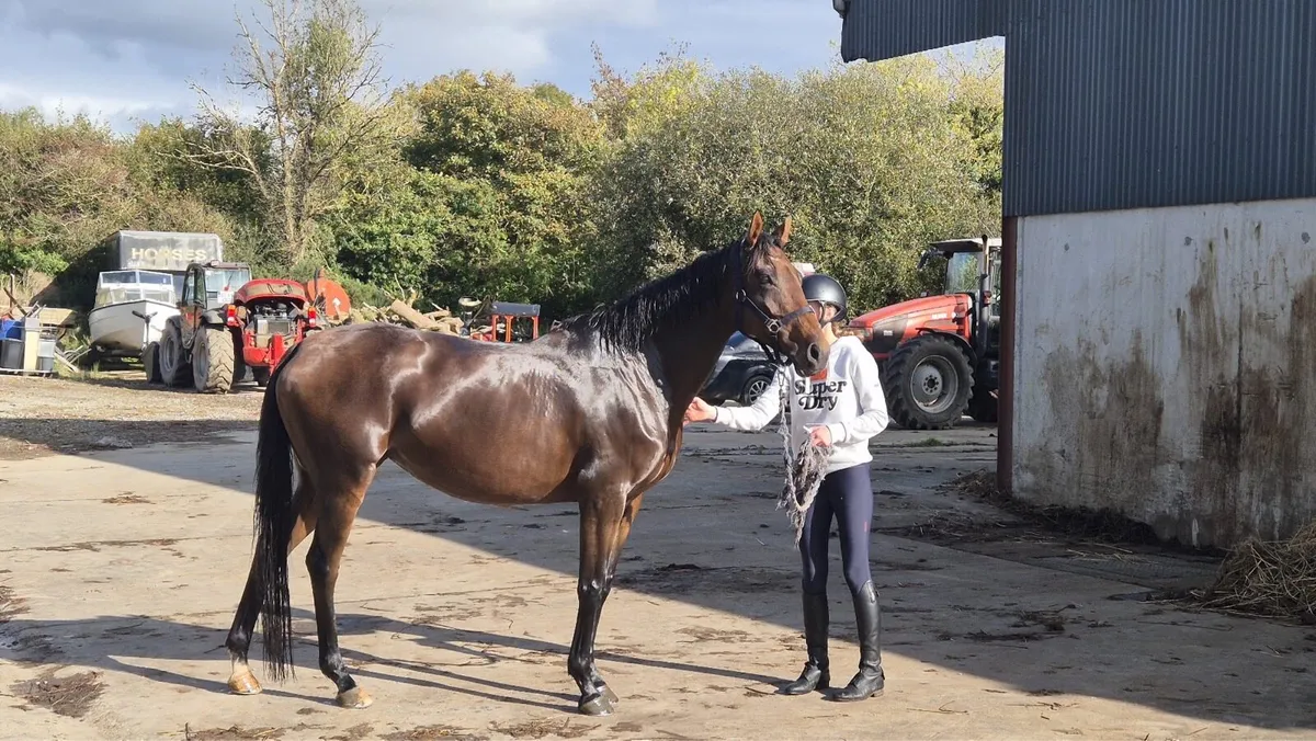 8 yo 15.3hh mare - Image 4