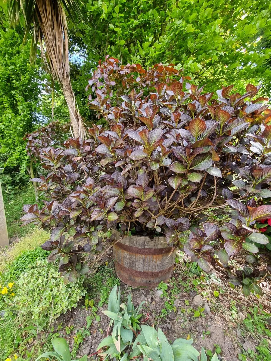hydrangea before flowering