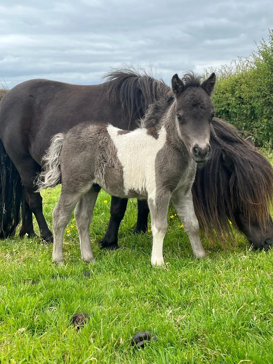Miniature Shetland Pony for sale - Image 1
