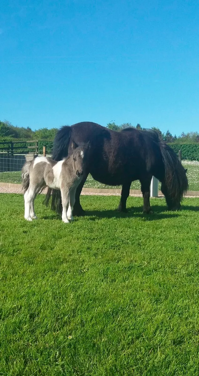 Miniature Shetland Pony for sale - Image 3