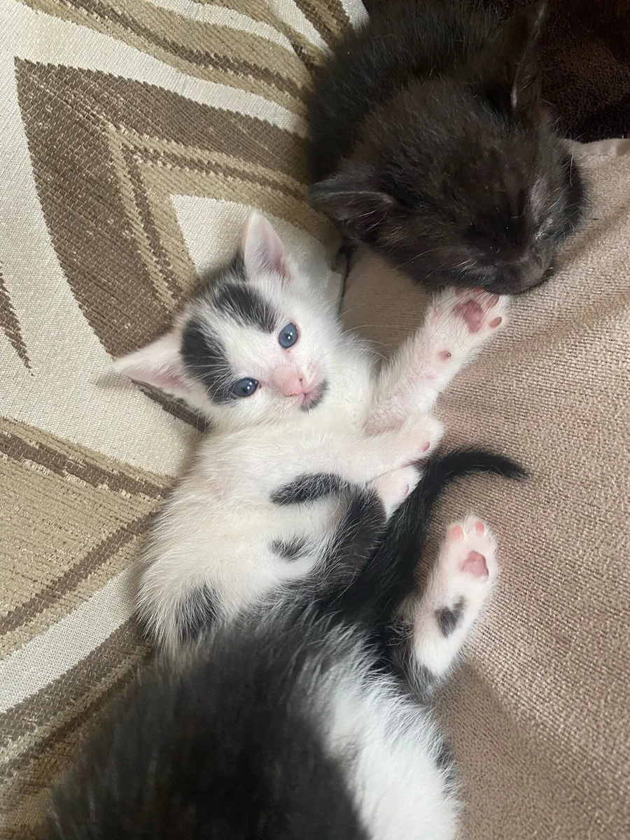 Kittens - Image 1