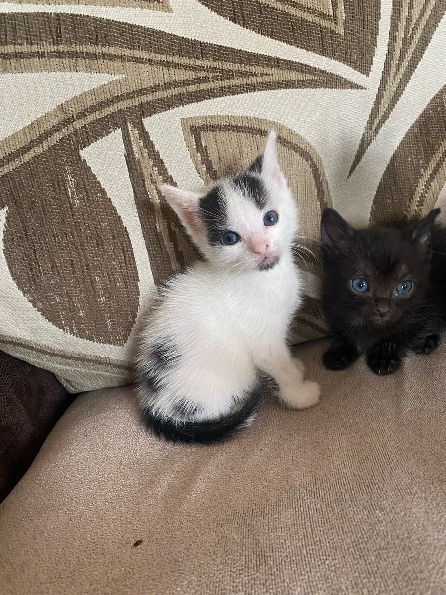 Kittens - Image 2