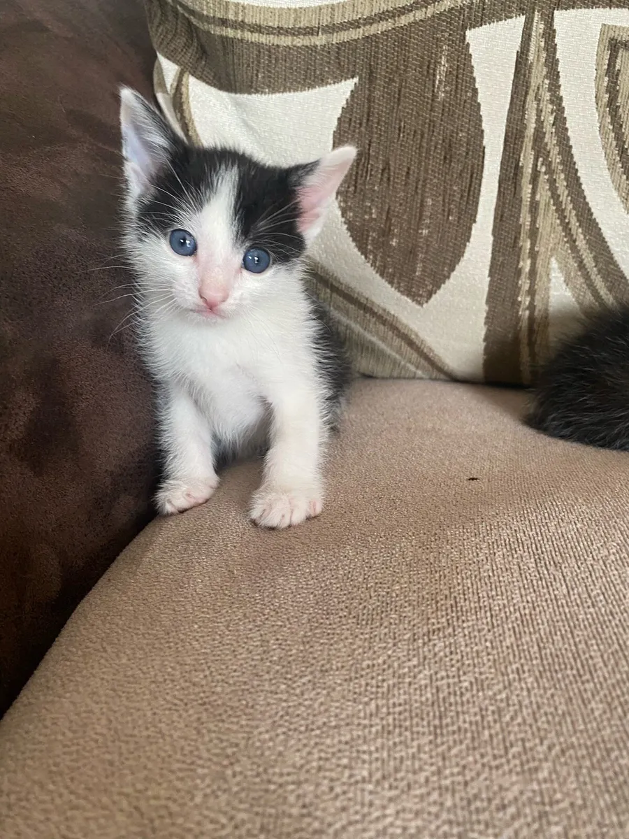 Kittens - Image 3