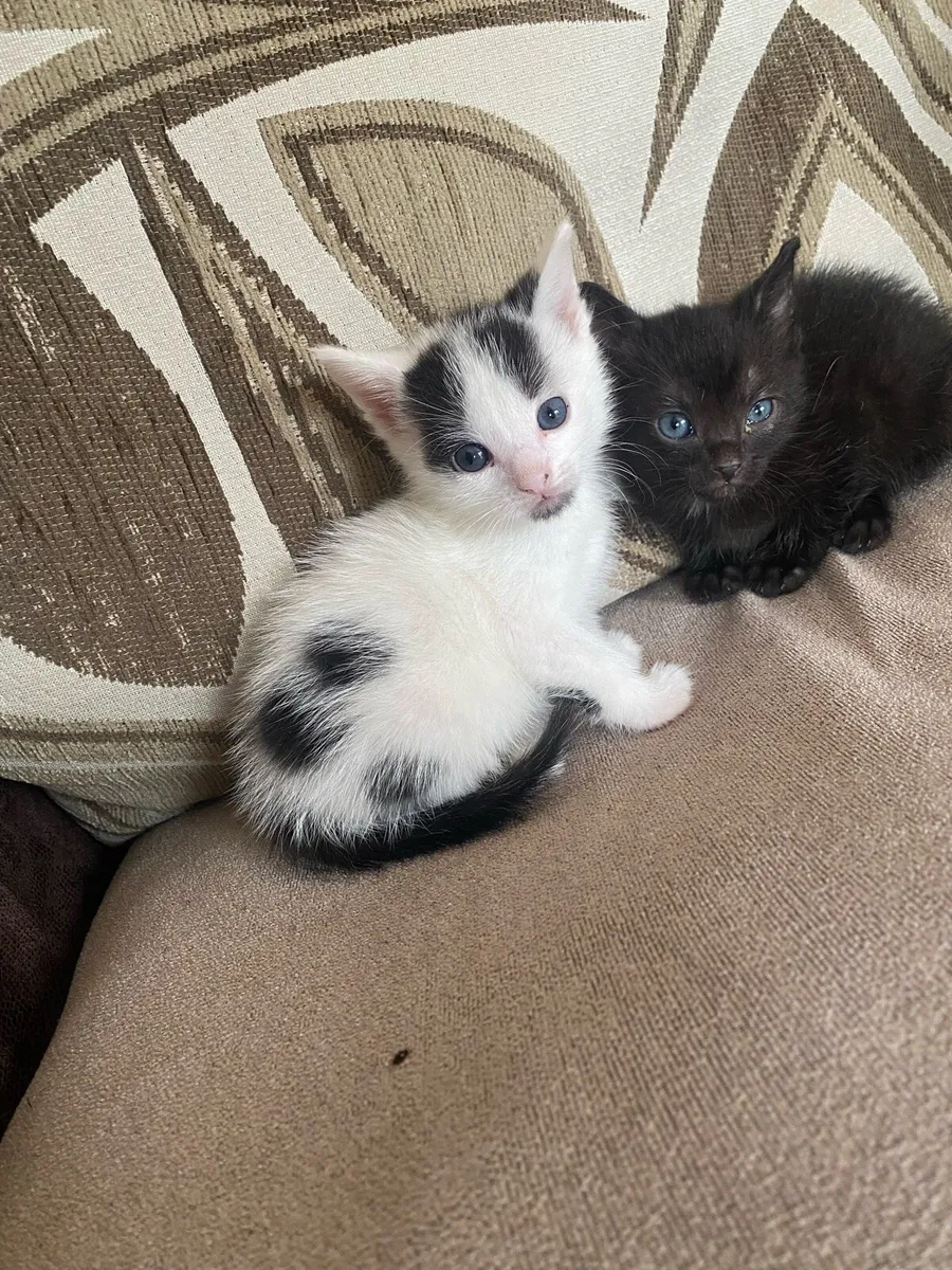 3 Kittens - Image 3