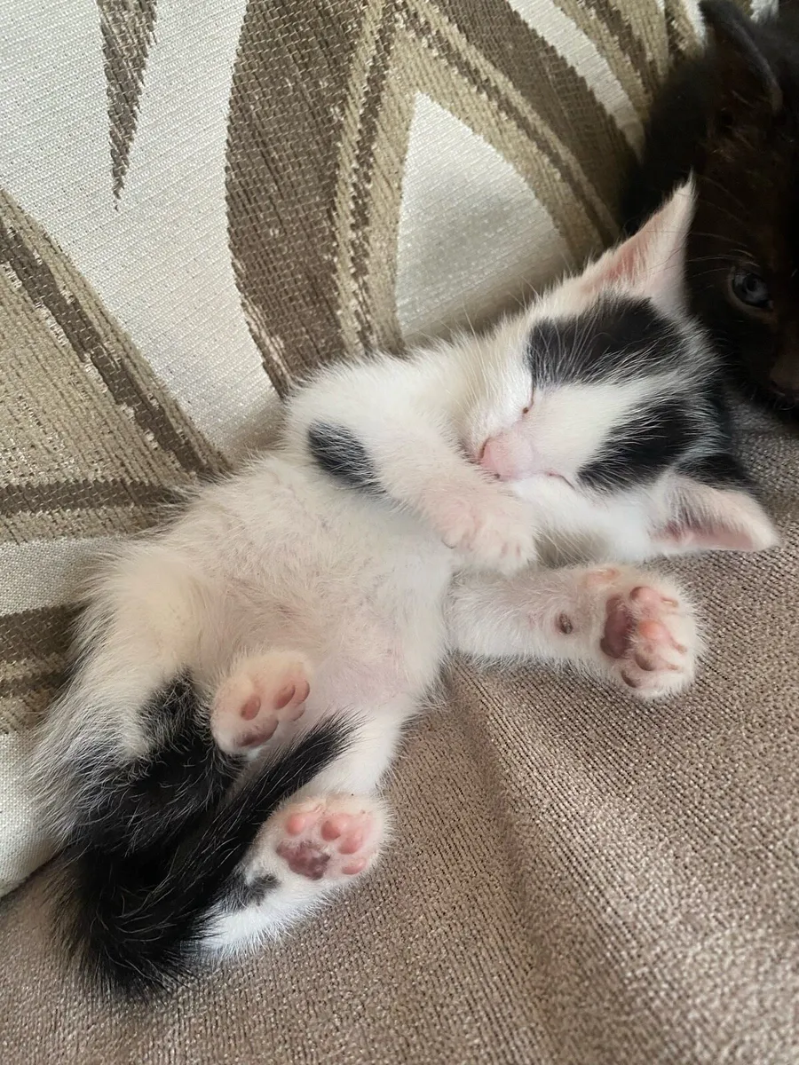 3 Kittens - Image 4