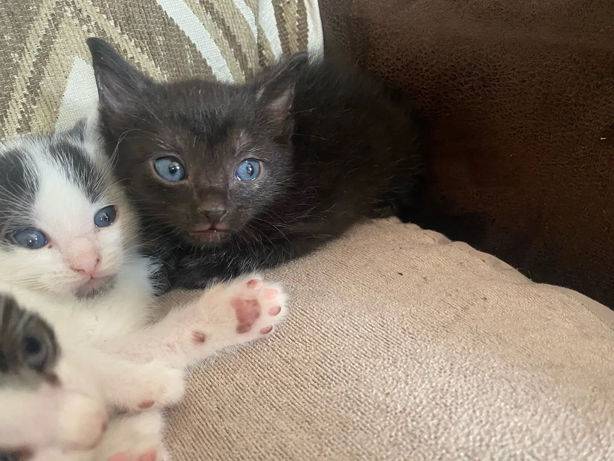 Kittens - Image 4
