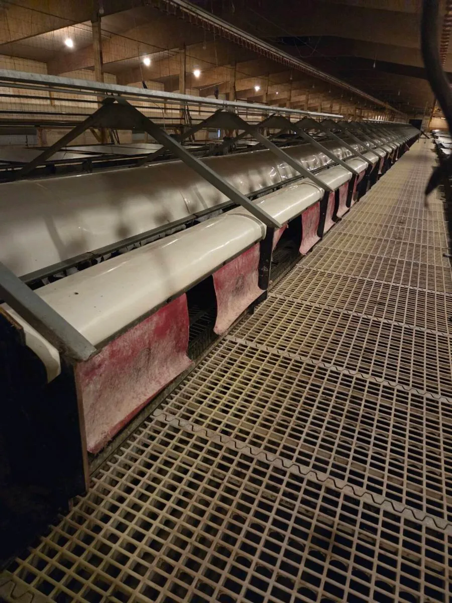 Poultry Equipment - Image 1