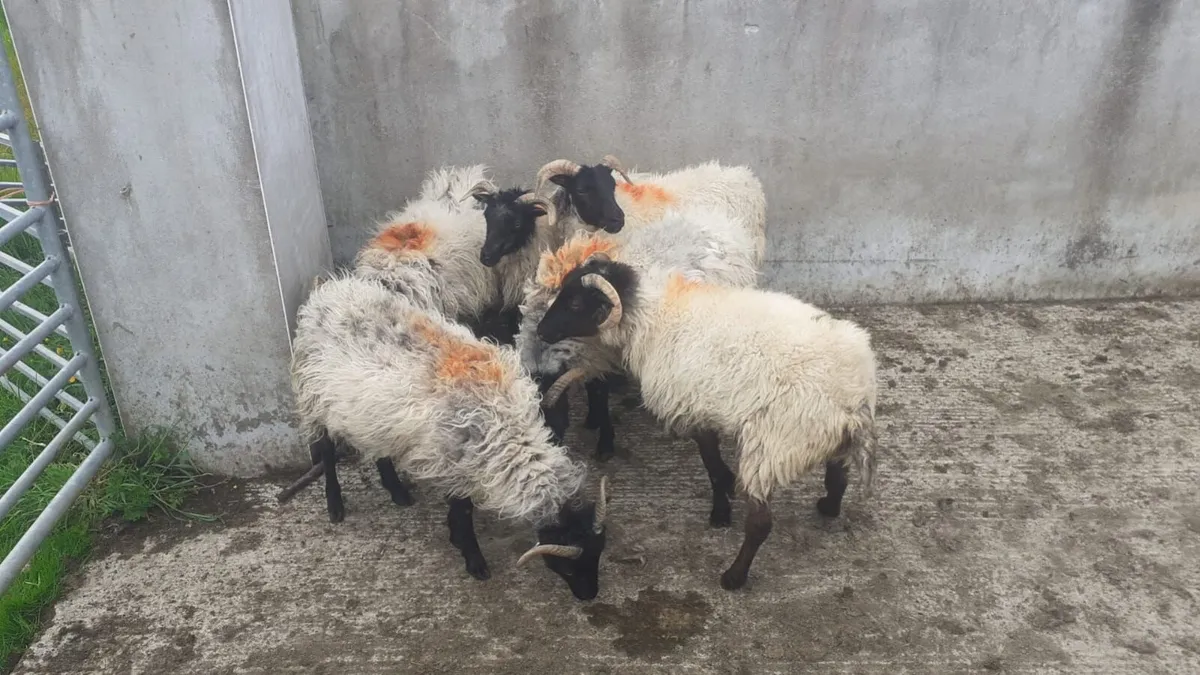 Sheep - Image 1