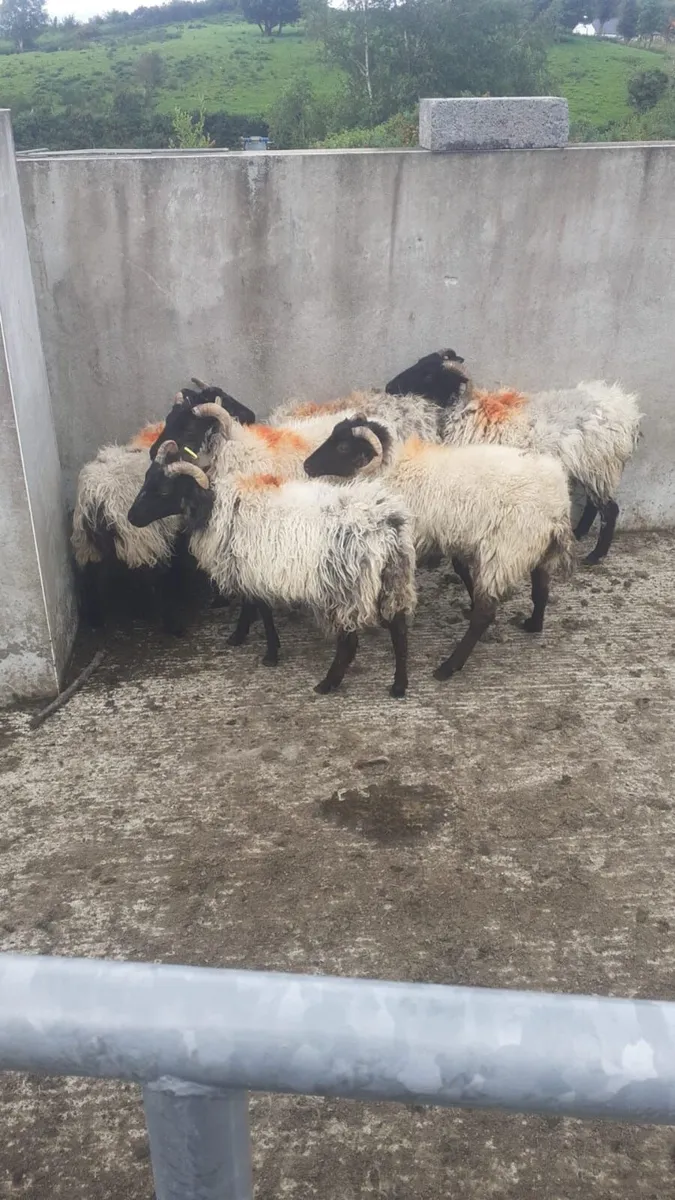 Sheep - Image 2