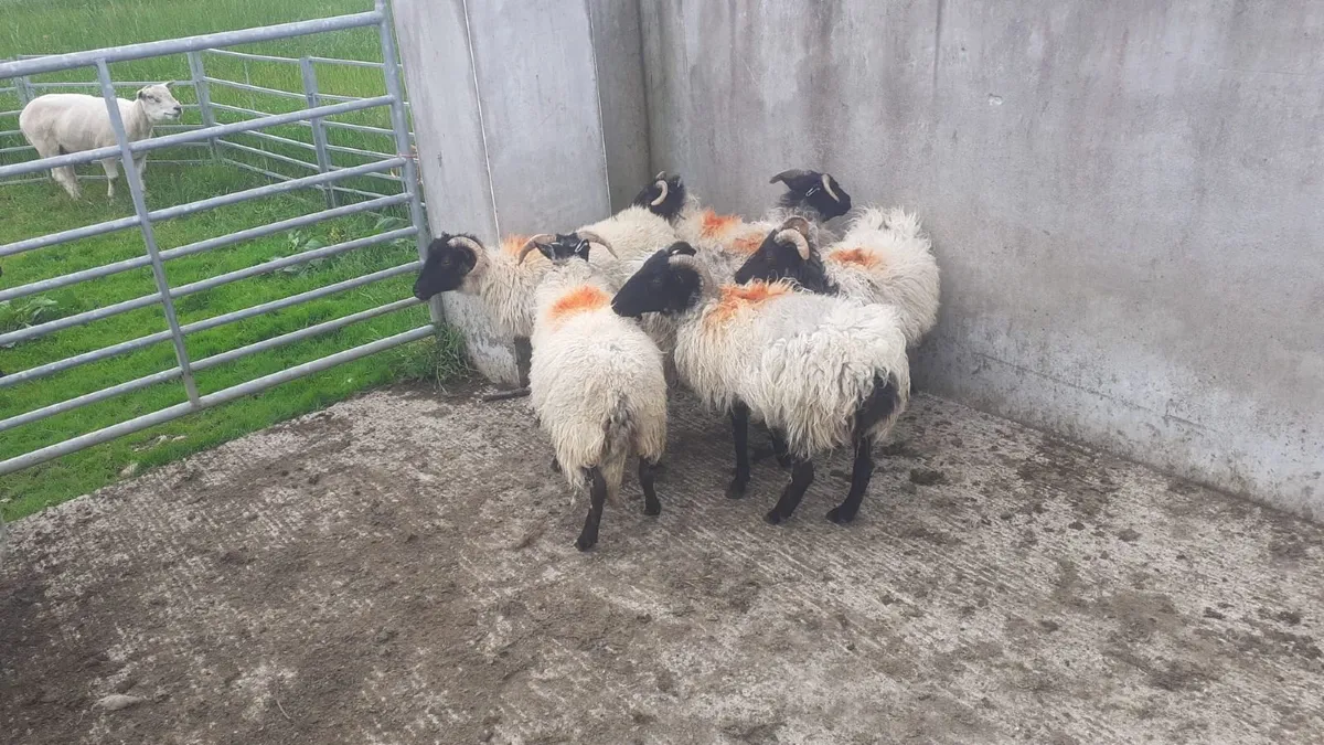 Sheep - Image 3