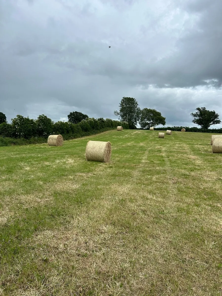 Hay