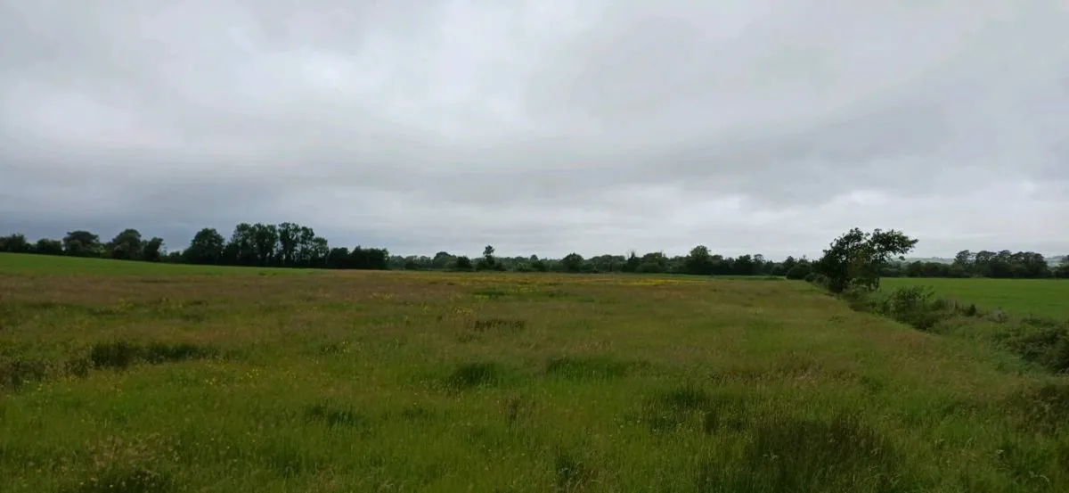 Meadow