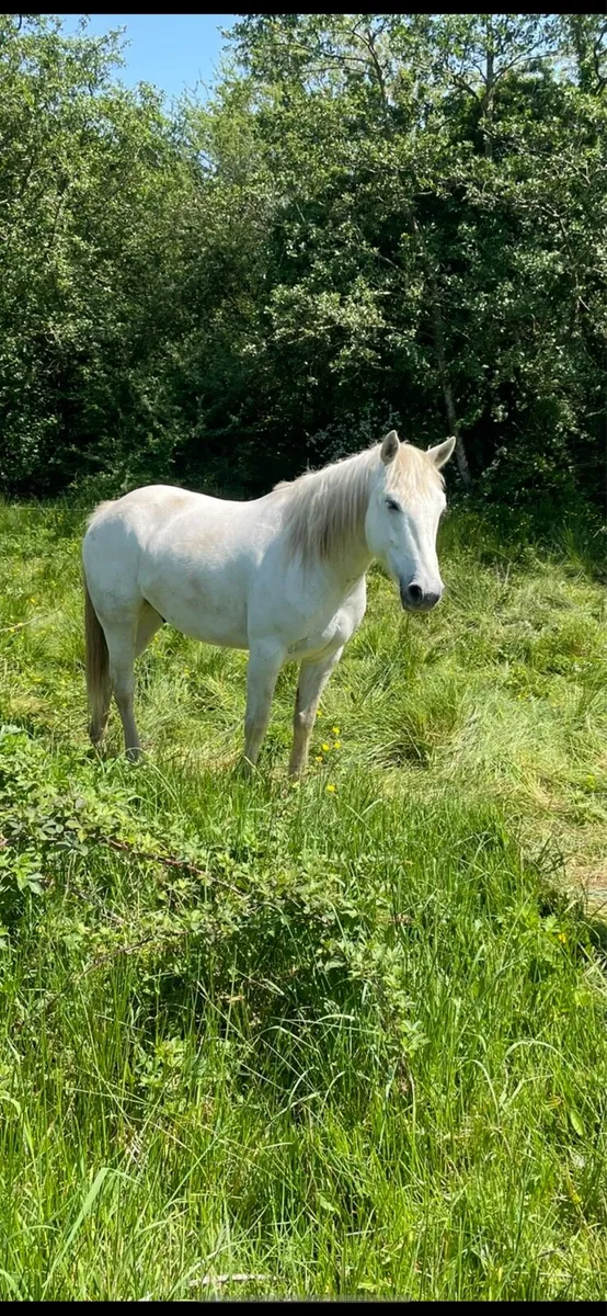 Connemara - Image 2