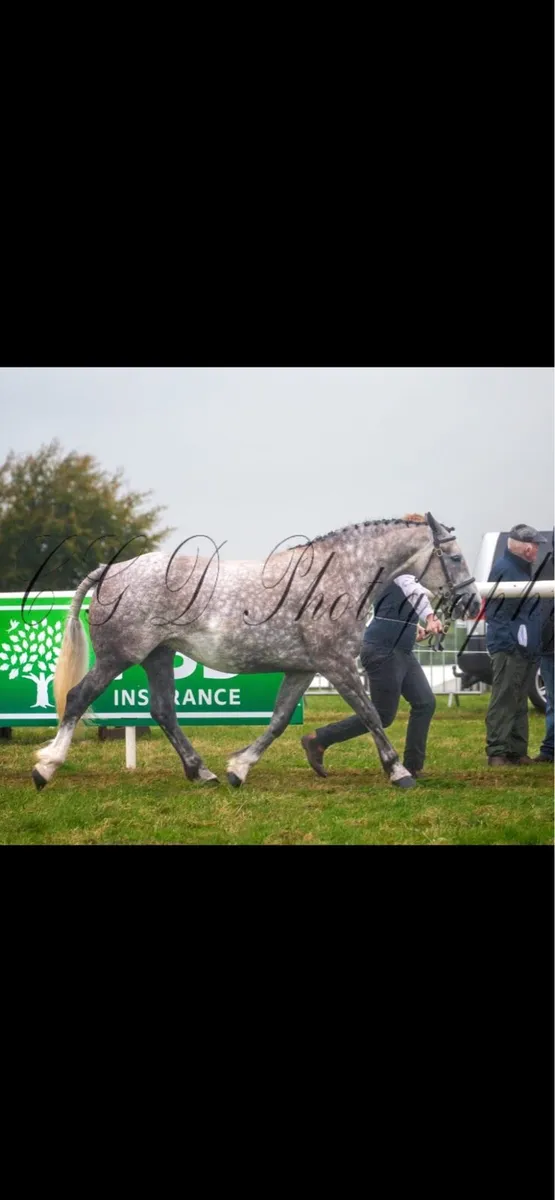 ✨Irish draught mare ✨ - Image 1