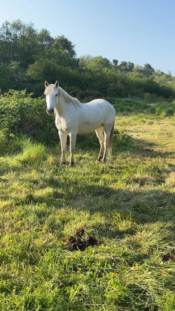 Connemara - Image 4