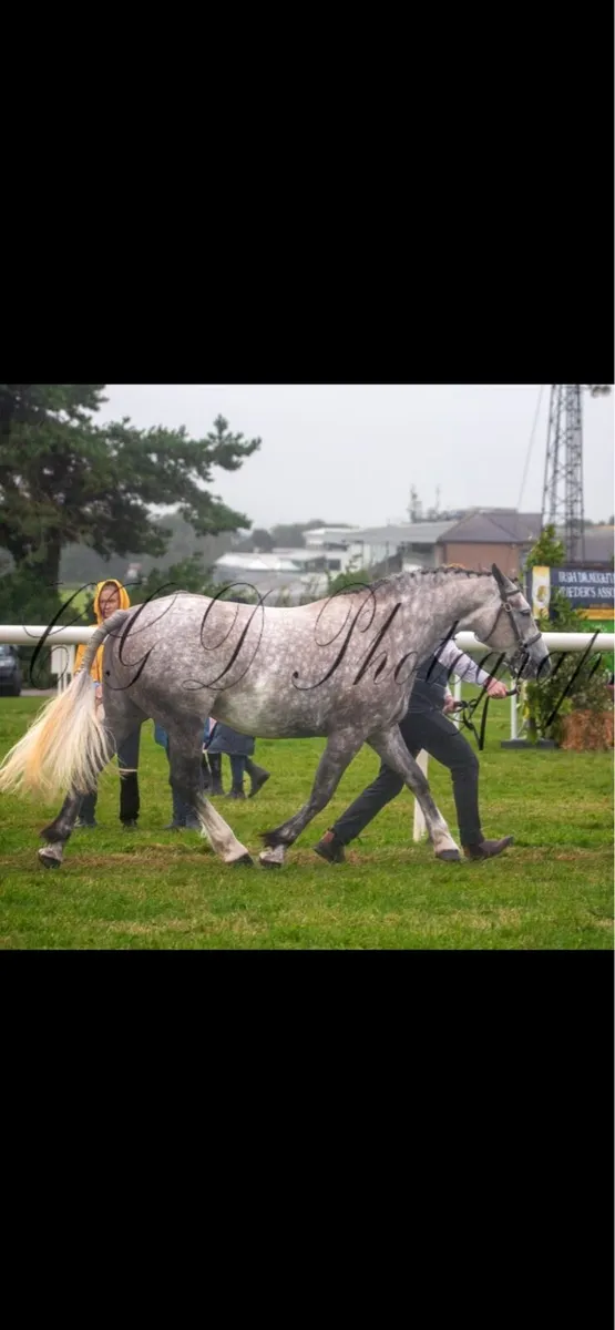 ✨Irish draught mare ✨ - Image 2