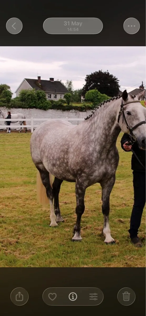 ✨Irish draught mare ✨ - Image 3