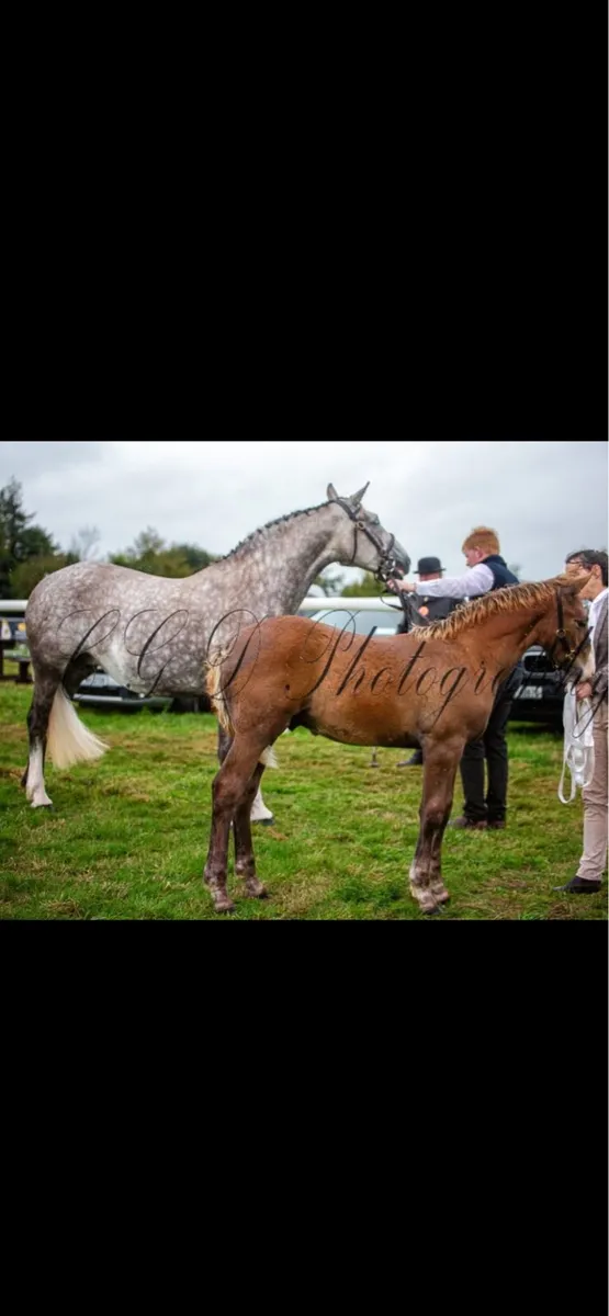 ✨Irish draught mare ✨ - Image 4