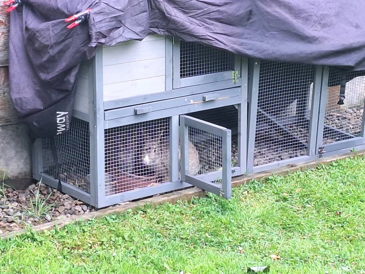 Rabbits , hutch, and  transport box - Image 2