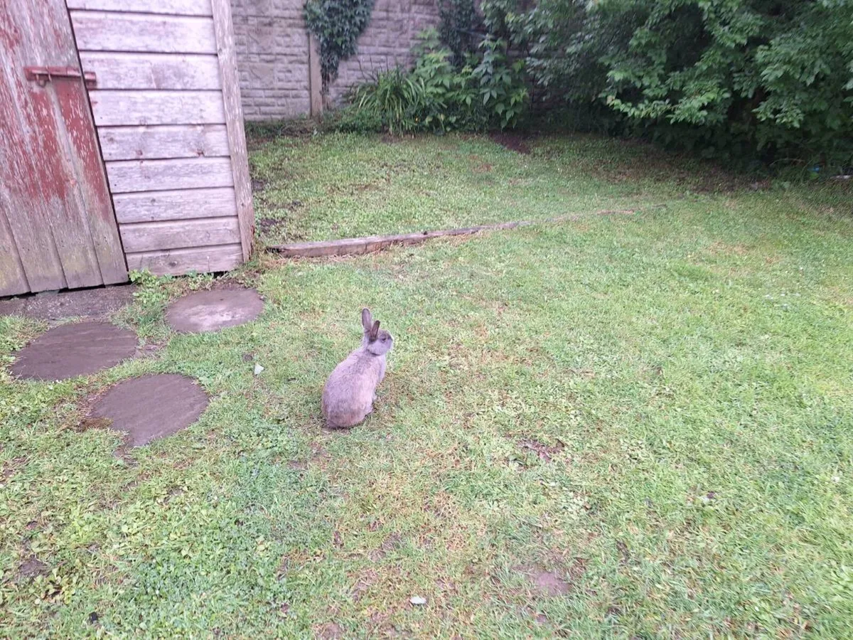 Rabbits , hutch, and  transport box - Image 3