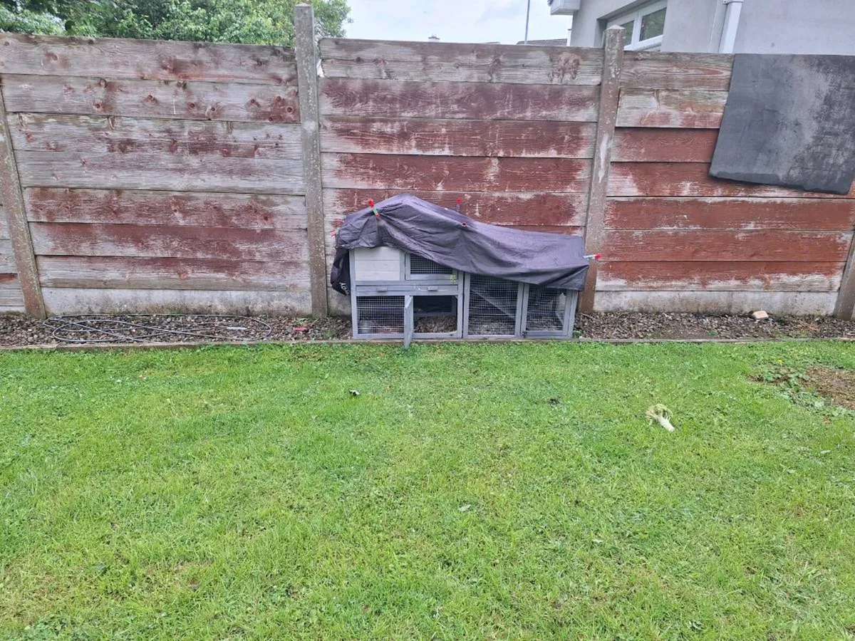Rabbits , hutch, and  transport box - Image 4