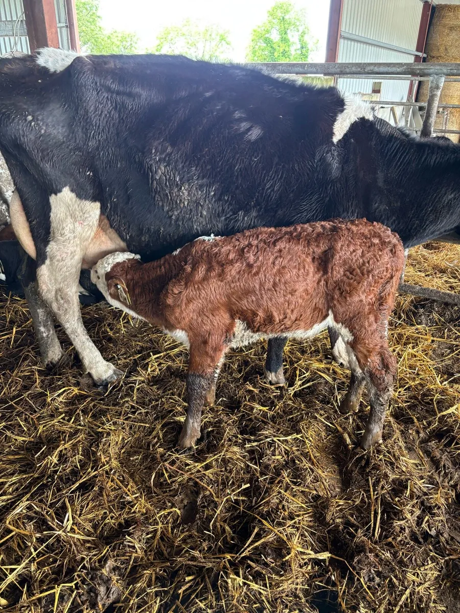 ❌3 HEREFORD CALFS❌ - Image 1