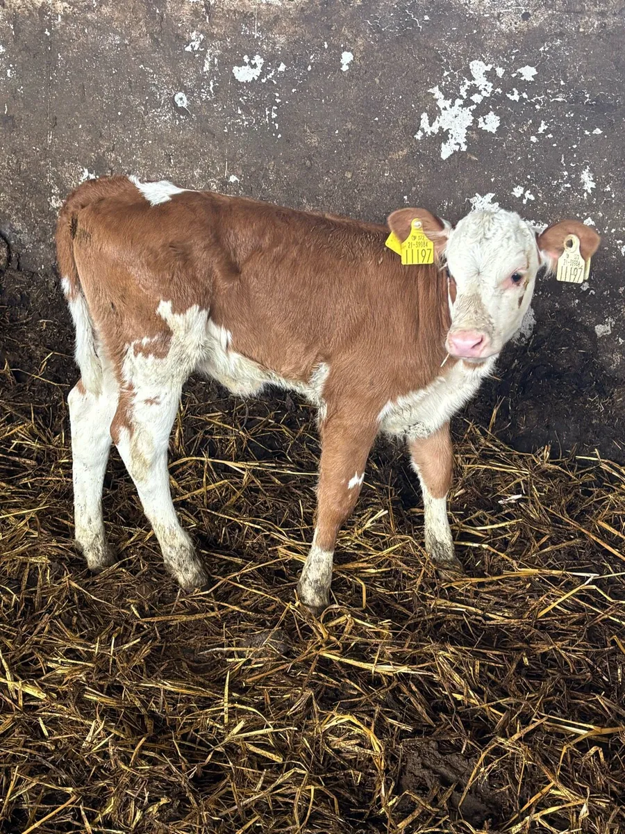 ❌3 HEREFORD CALFS❌ - Image 4