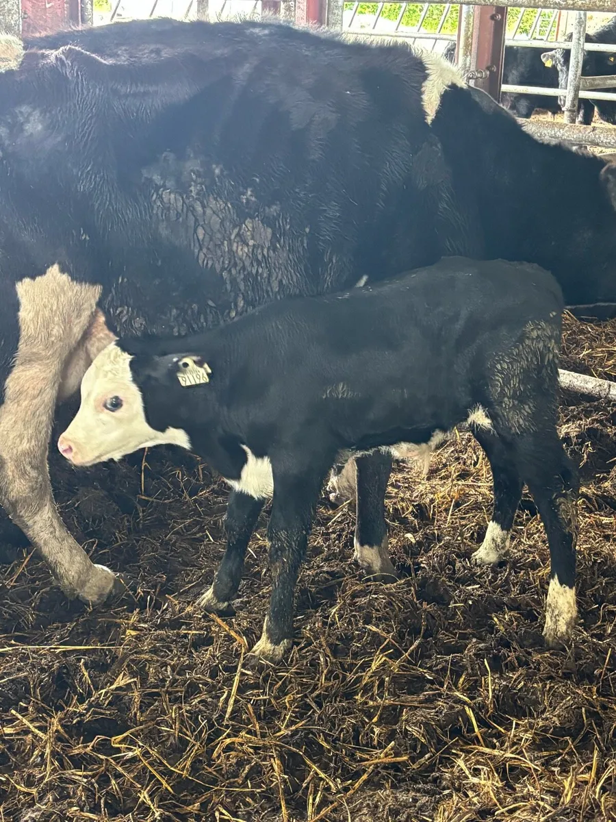 ❌3 HEREFORD CALFS❌ - Image 2