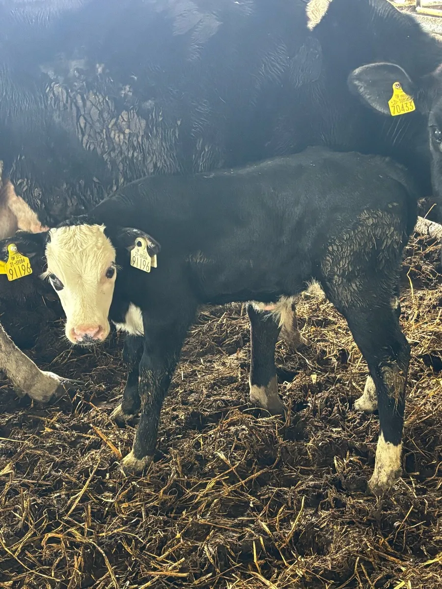 ❌3 HEREFORD CALFS❌ - Image 3