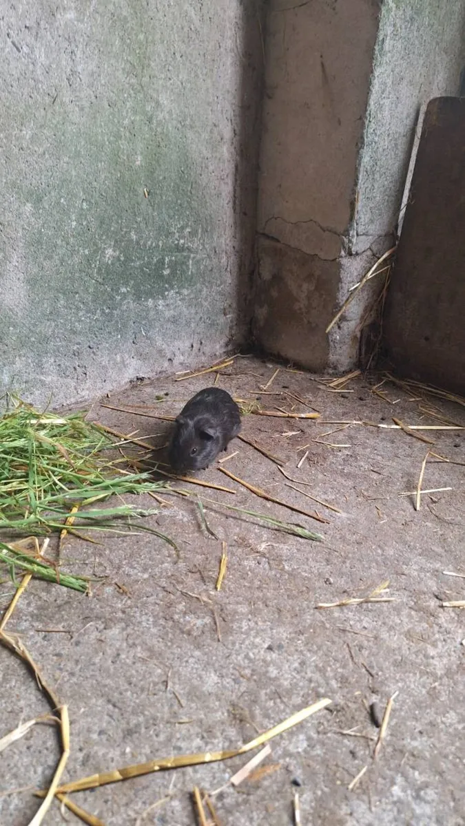 Guinea pigs - Image 2