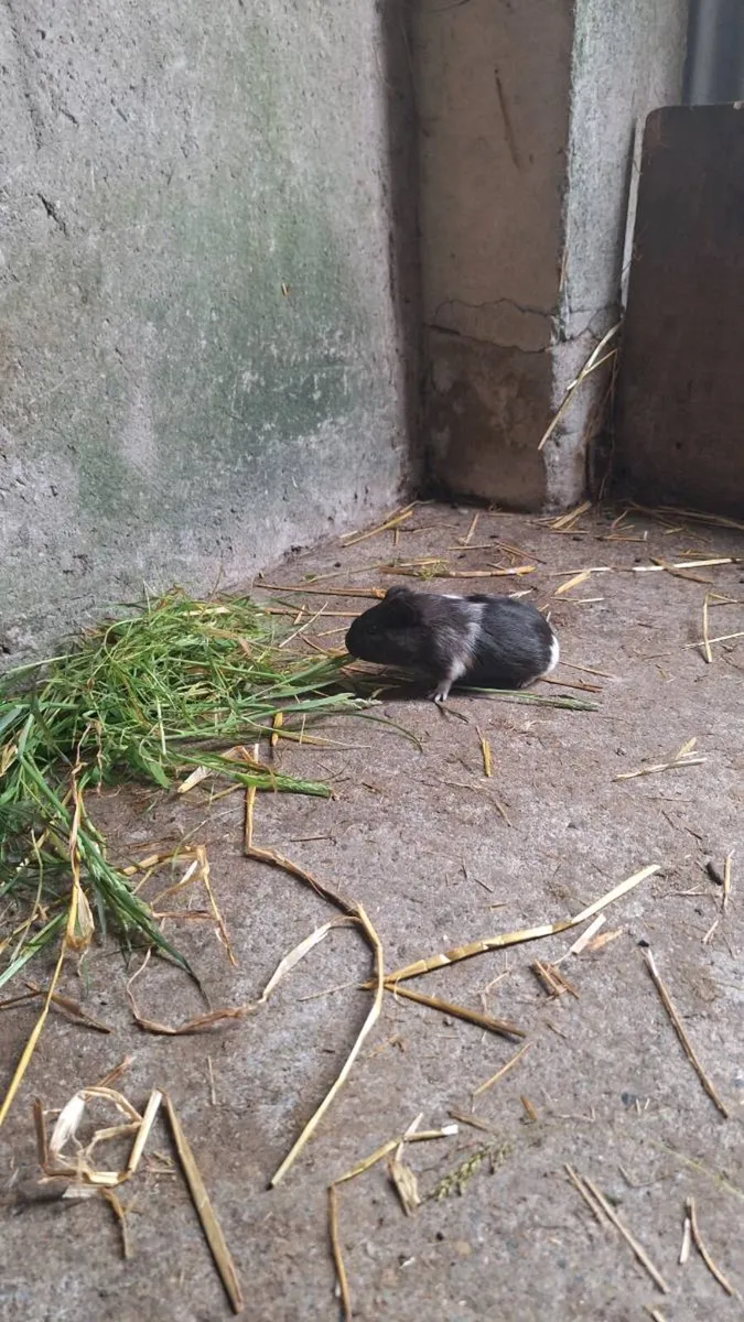 Guinea pigs - Image 3