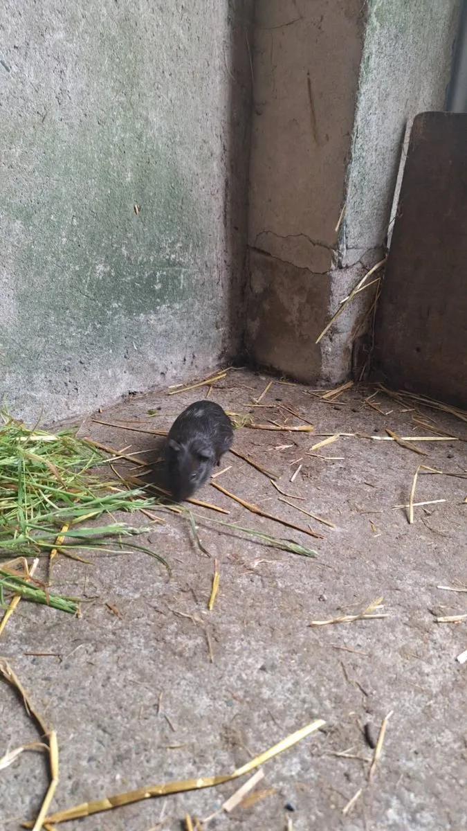 Guinea pigs - Image 4